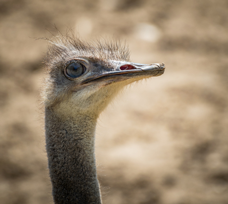 Vreemde Vogel.