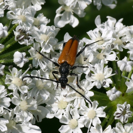 Zwartpuntsmalbok