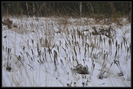 Riet in de sneeuw