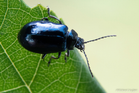 Elzenhaantje (Agelastica alni)