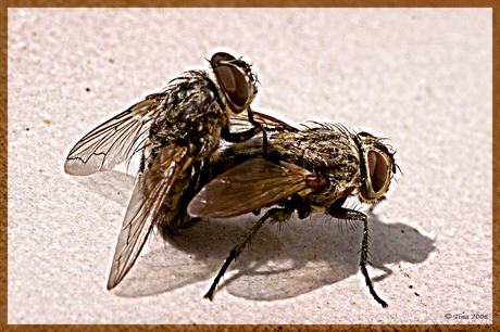 A fly's lovelife.......