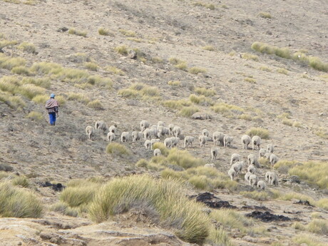 Schapen hoeden in lesotho