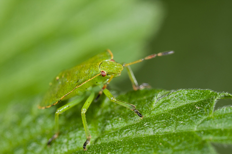 Groene stinkwants