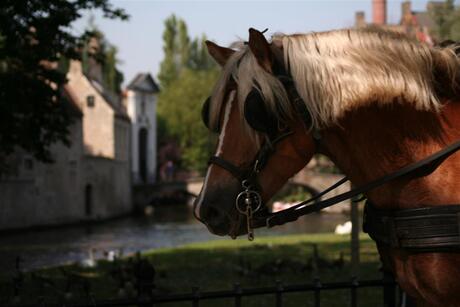 Brugge