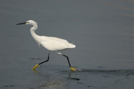 Kleine zilverreiger