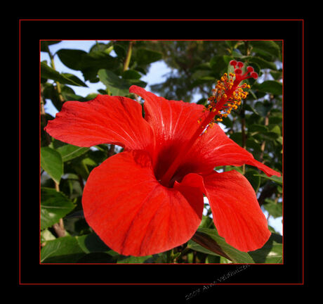 Hibiscus