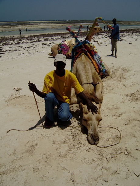 De man en zijn kameel