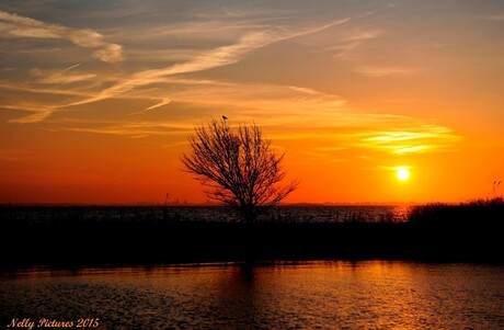 Zonsondergang bij de boom