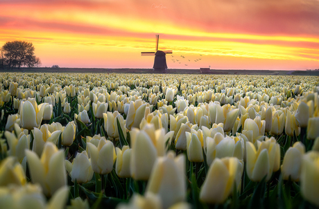 Dutch tulip sunrise