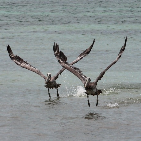 grijze pelikanen