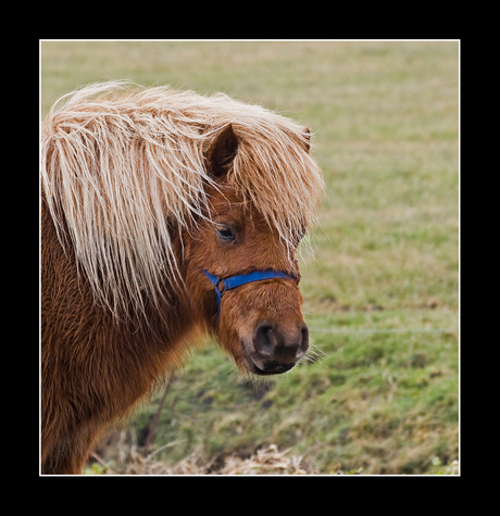 Pony portret..