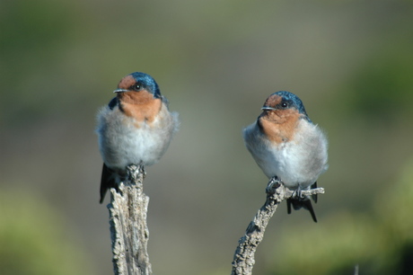 Australian birds