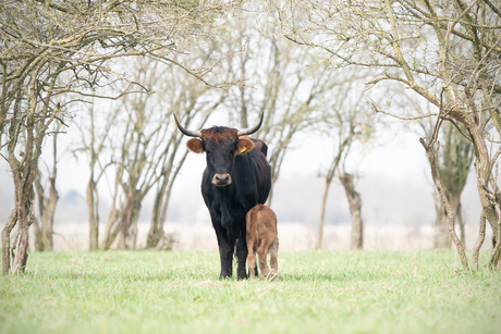 Taurus met kalfje