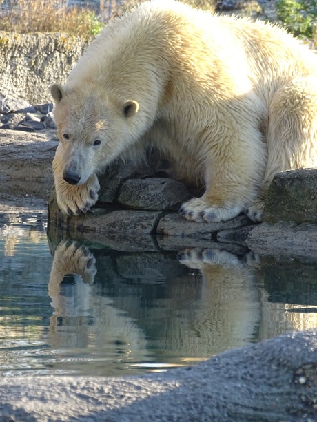 Dromerige ijsbeer
