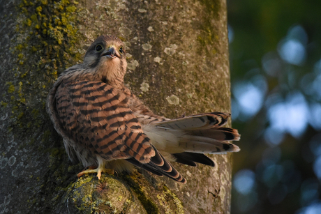 Juveniele Torenvalk