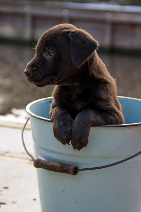 bucket-doggy