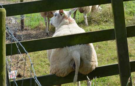 Kriebels in de lente