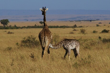 Masai giraf met jong