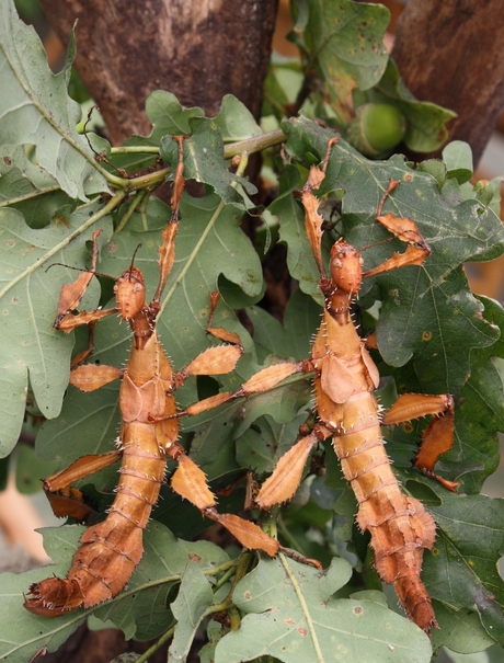 Flappentakken