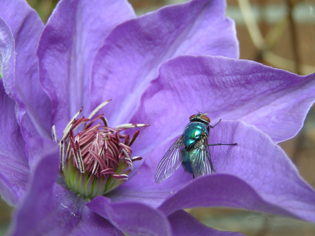 Vlieg op bloem