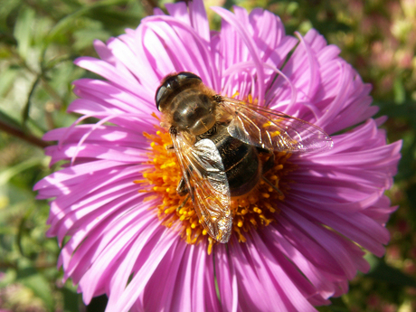 Bloemetje Bijtje