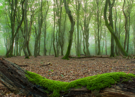 Speulderbos doorkijkje