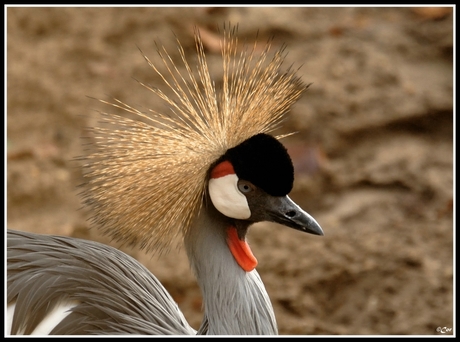 Kroonkraanvogel