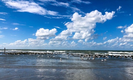 Vogels en wolken op het wad