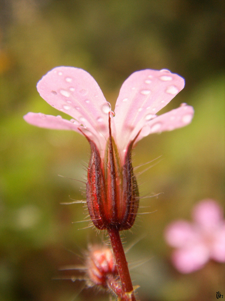 Roze bloem