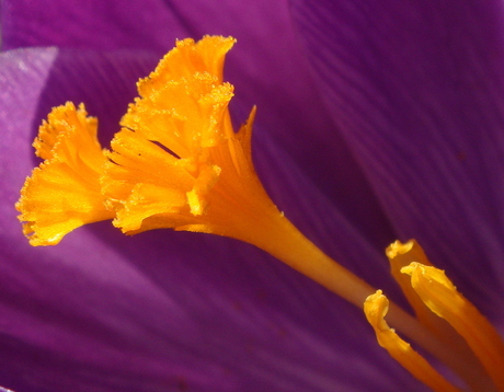 Crocus