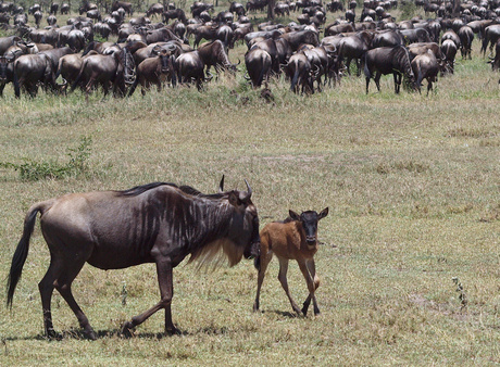 Wildebeesten