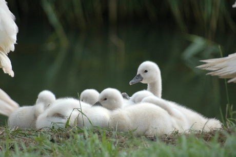Jonge zwaantjes