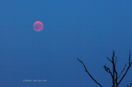 Bloedmaan