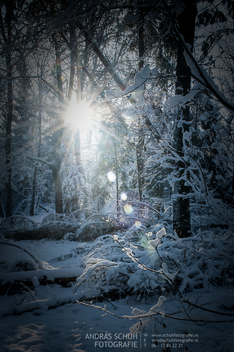 Winter in natuurgebied Het Leesten