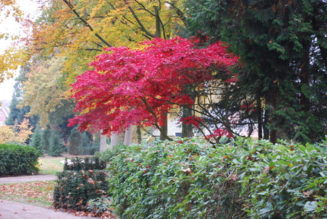 Herfst Kleuren.