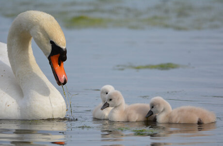 Trotse zwaan met kroost.