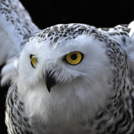 Snow owl.