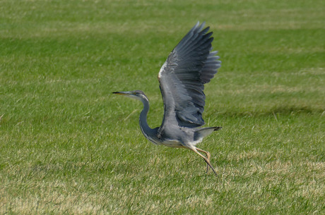 reiger op de startbaan