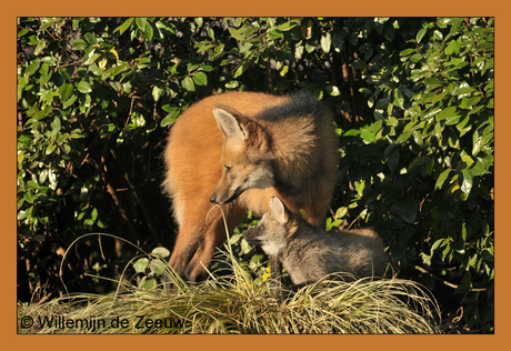 Jonge wolfjes!