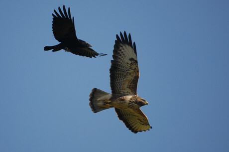 Krachtmeting kraai tegen buizerd