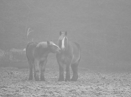 Belgen in de mist