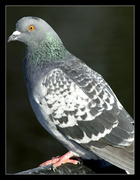 Irisch pigeon