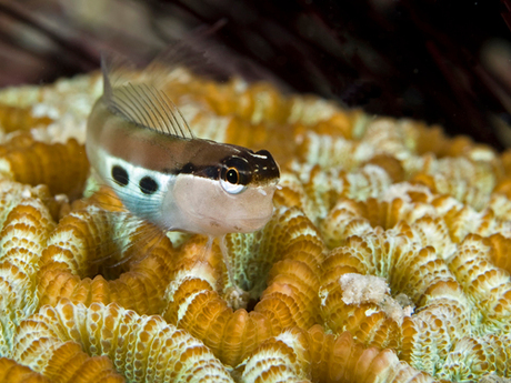 Goby