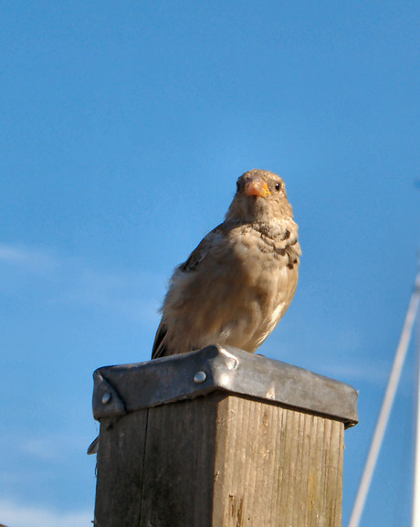 paalzitten