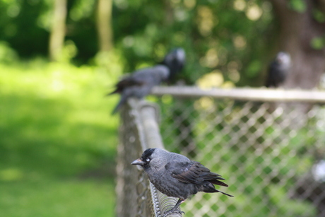 Vogels op het hek