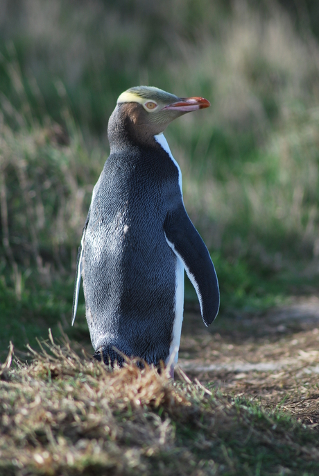 Yellow Eyed Penguin