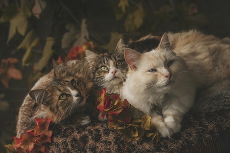 Autumn cats