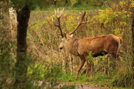 dieren