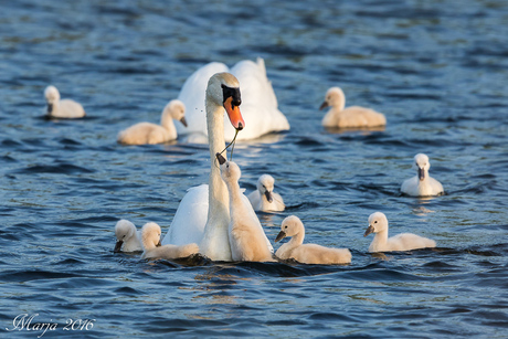 zwanen familie