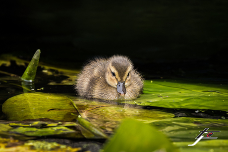Little duck ...